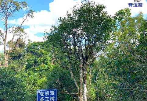 最老的普洱古树茶在哪里，探寻世界上最古老的普洱古树茶产地