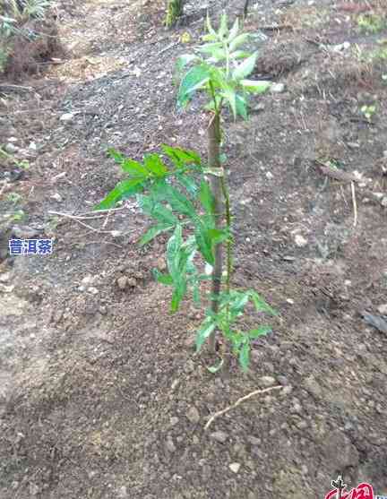 普洱茶栽培植技术，深入解析：普洱茶栽培种植技术的关键要点