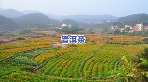 十亩山能种多少茶叶呢，探索种植效益：十亩山地可以产出多少茶叶？