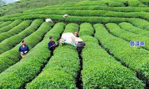 十亩山能种多少茶叶苗，如何在十亩山上种植合适的茶叶苗数量？