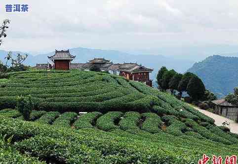 十亩山能种多少茶叶苗，如何在十亩山上种植合适的茶叶苗数量？