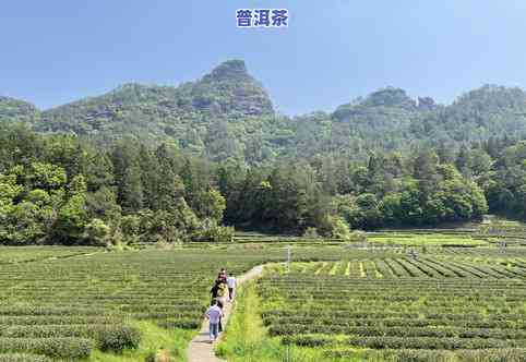 四川宜宾茶叶基地，探访茶叶瑰宝：四川宜宾茶叶基地的魅力与特色