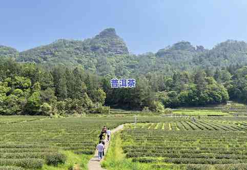 武夷山帮爷爷卖茶叶-武夷山帮爷爷卖茶叶视频