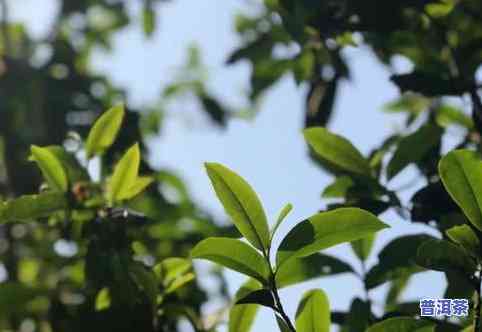 大叶种晒普洱茶好不好，探讨大叶种晒普洱茶的优缺点：是否值得尝试？