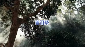 普洱茶是古树吗为什么，普洱茶是否为古树？原因解析