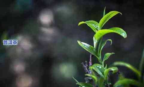 普洱茶是古树茶吗，探究普洱茶的起源：它是古树茶吗？