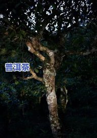 古树普洱茶，品味历史韵味：探索古树普洱茶的魅力