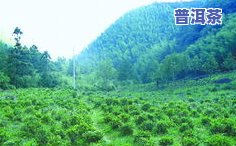 凌云茶叶，凌云茶叶：品味高山云雾间的清香与韵味