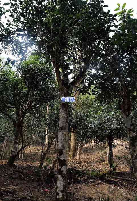 普洱茶六大古树茶区别图片-普洱茶六大古树茶区别图片大全