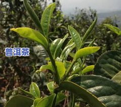 高清普洱茶视频制作方法-高清普洱茶视频制作方法大全