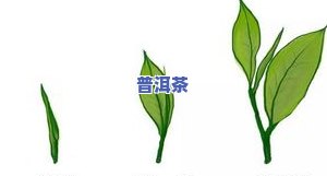 大叶普洱茶什么时候採-大叶普洱茶什么时候采摘