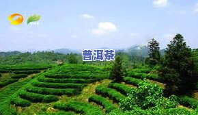 祁门哪里买便宜茶叶的，寻找更便宜祁门茶叶购买地，这里有一些建议！