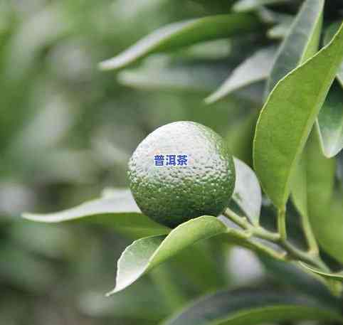 润园小青柑普洱茶价格-润园小青柑普洱茶价格多少