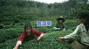 岳阳君山更好的茶叶-岳阳君山更好的茶叶店