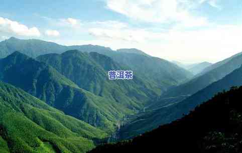 山川茶叶，探秘山川之美，品味浓郁茶叶香