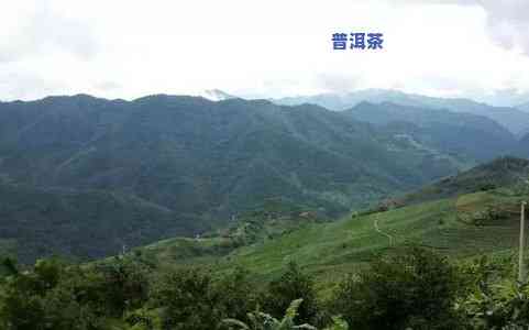 山川茶叶，探秘山川之美，品味浓郁茶叶香