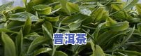 普洱茶鲜叶多少钱一斤，普洱茶鲜叶价格：每斤多少钱？