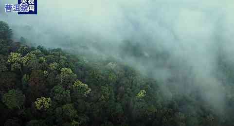 高清普洱茶山图片大全，探索高清普洱茶山美景：图片大全欣赏