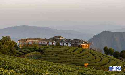 观山水是什么茶，探秘茶文化：观山水，一种独特的茶叶品种