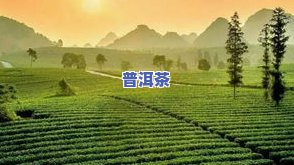 观山水是什么茶，探秘茶文化：观山水，一种独特的茶叶品种