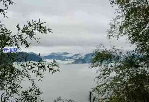 观山水是哪两种茶叶-观山水是哪两种茶叶类型