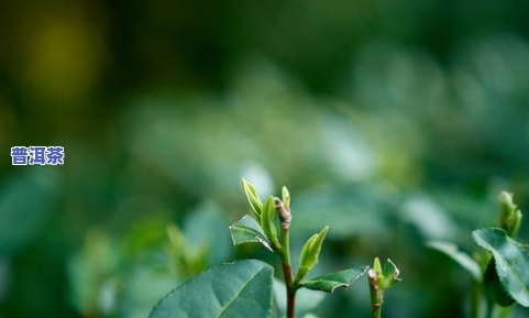 叶子很长很宽的茶叶是什么茶，探秘：叶子长而宽的茶叶，它可能是什么品种？