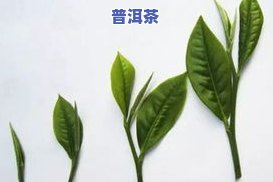 叶子很大很长的茶叶，超长巨型叶：探索那些巨大的茶叶品种