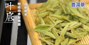 叶子宽大的茶叶，享受大自然的馈赠：探索宽大叶子的茶叶世界