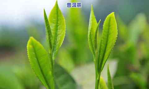 叶子宽大的茶叶，享受大自然的馈赠：探索宽大叶子的茶叶世界