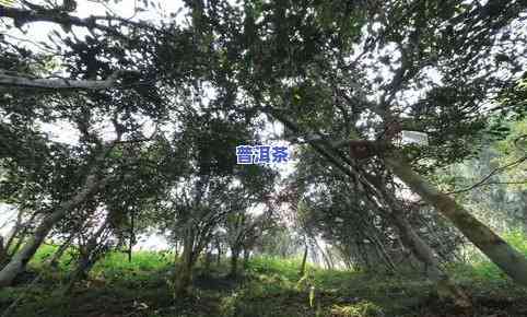 普洱茶千年古树村，探寻千年古树普洱茶的韵味之旅