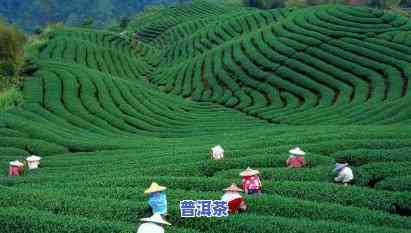 湖南哪些地方种茶叶-湖南哪些地方种茶叶最多