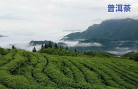 沿河茶叶种类，探索沿河地区丰富的茶叶种类