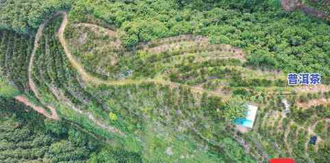 沿河茶叶种类，探索沿河地区丰富的茶叶种类