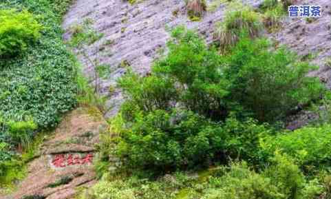 沿河茶叶种类，探索沿河地区丰富的茶叶种类