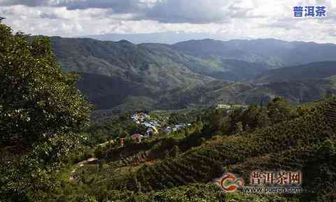 普洱西半山和东半山指哪里，揭秘普洱茶的产地：西半山与东半山的区别