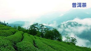 普洱购买藏生茶还是熟茶好-普洱购买藏生茶还是熟茶好呢