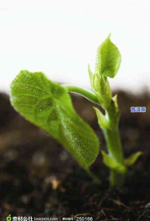 普洱茶嫩芽照片真实图大全高清，高清大图：普洱茶嫩芽的真实照片大全