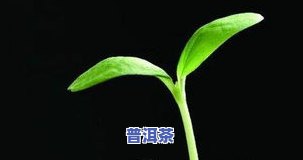 普洱茶嫩芽照片真实图大全高清，高清大图：普洱茶嫩芽的真实照片大全