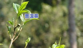 普洱茶嫩芽照片真实图大，探索大自然之美：真实普洱茶嫩芽照片大