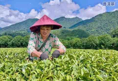 茶树种几年才可以采摘茶叶，多少年才能采茶？——茶树种植与采摘时间解析