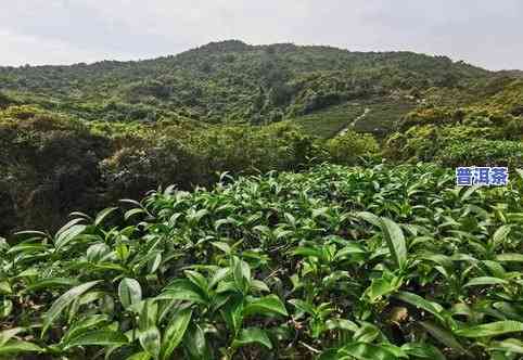 茶树种几年才可以采摘茶叶，多少年才能采茶？——茶树种植与采摘时间解析