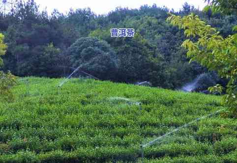 武夷山春色满园茶叶价格表，探寻武夷山春色：满园茶叶价格一览