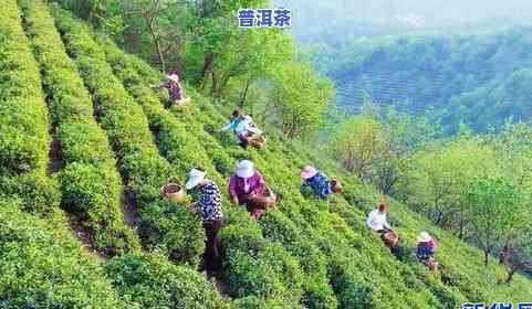 武夷山春色满园茶叶有点小桂，武夷山春色满园，茶叶飘香带点小桂