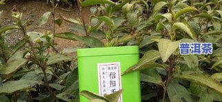 900元一斤的茶叶档次，品味尊贵：900元一斤的顶级茶叶，你值得拥有！