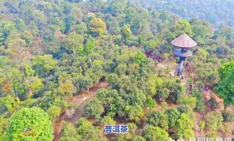 临沧凤庆三叉河普洱茶-临沧凤庆三岔河古树茶