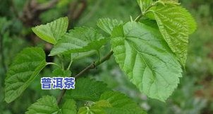 什么树叶能做茶叶，揭秘：哪些树叶可以用来制作美味的茶叶？