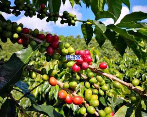 广东哪里普洱茶更好的产地-广东哪里普洱茶更好的产地是