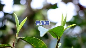 茶叶不就是树叶子吗为什么贵，揭秘茶叶价格背后的原因：不只是树叶子那么简单！