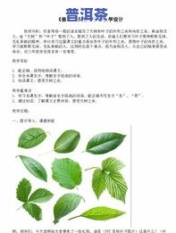 茶叶是树叶吗科学讨论教案，探究茶叶是否属于树叶：一场科学讨论的教案