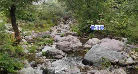 高山流水觅知音茶叶-高山流水觅知音茶叶多少钱一斤